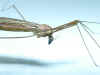 Image of a small mosquito [mosq2.JPG 89285 bytes)